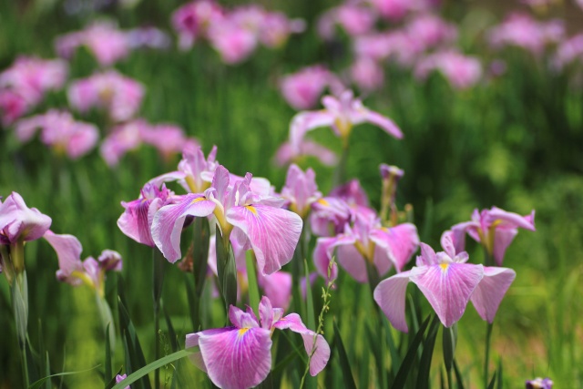 亀鶴公園の花ショウブ