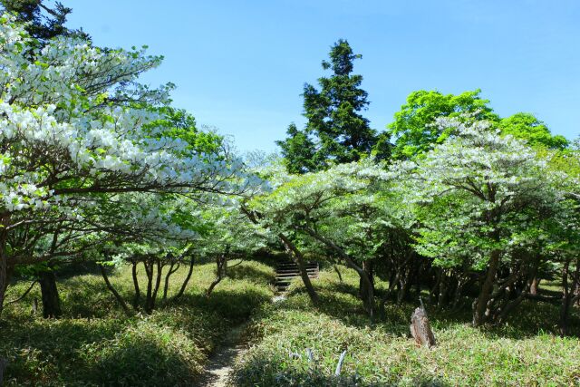 シャクナゲの森