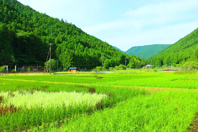 初夏の里山