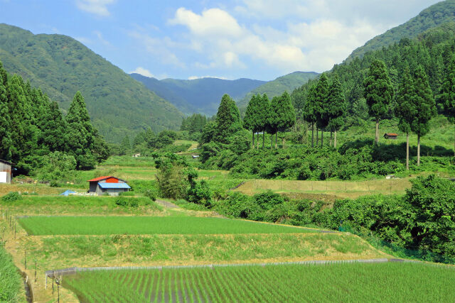 夏を迎える山里