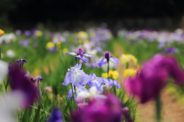 亀鶴公園の花ショウブ-1