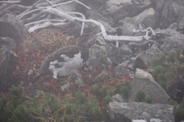 爺ヶ岳の雄雷鳥3