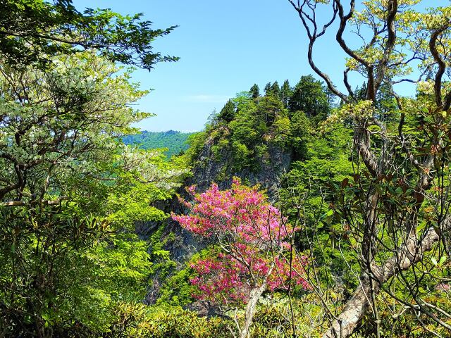 初夏の大台ケ原