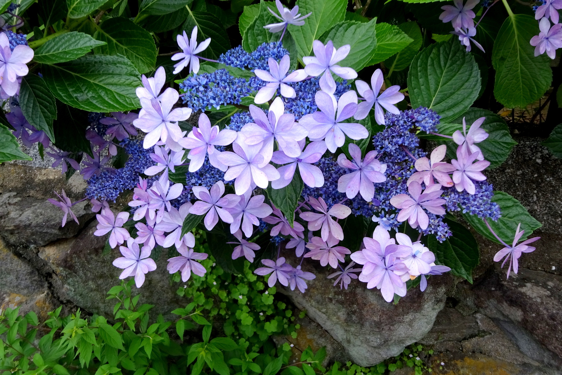 花 植物 梅雨 紫陽花の花 壁紙19x1280 壁紙館