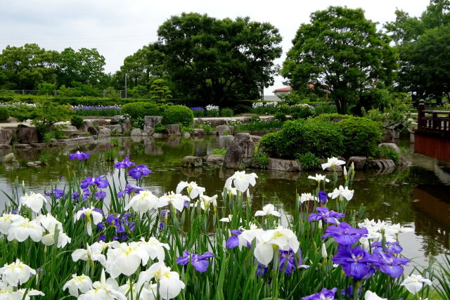 大和花菖蒲園