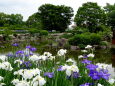 大和花菖蒲園