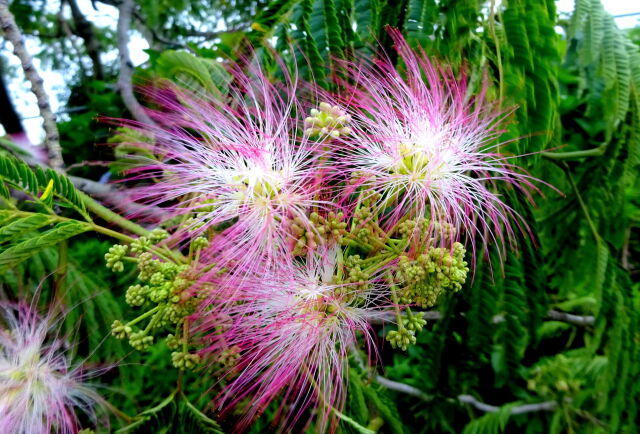 咲き始めたネムの花