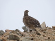 布引山のチビ雷鳥2