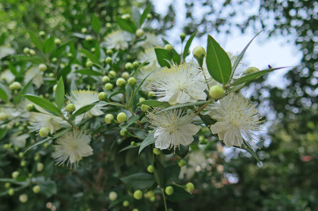 咲き始めた銀梅花