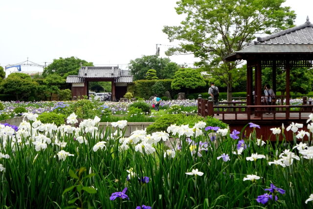 大和花菖蒲園