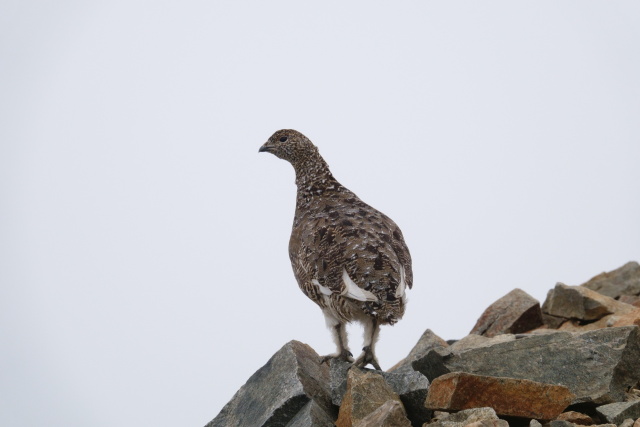 布引山のママ雷鳥