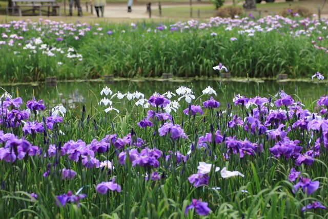 見頃の花菖蒲