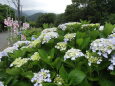 紫陽花散歩道