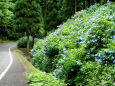 紫陽花が咲いている山道