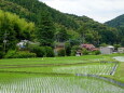 田植えの後の山村風景