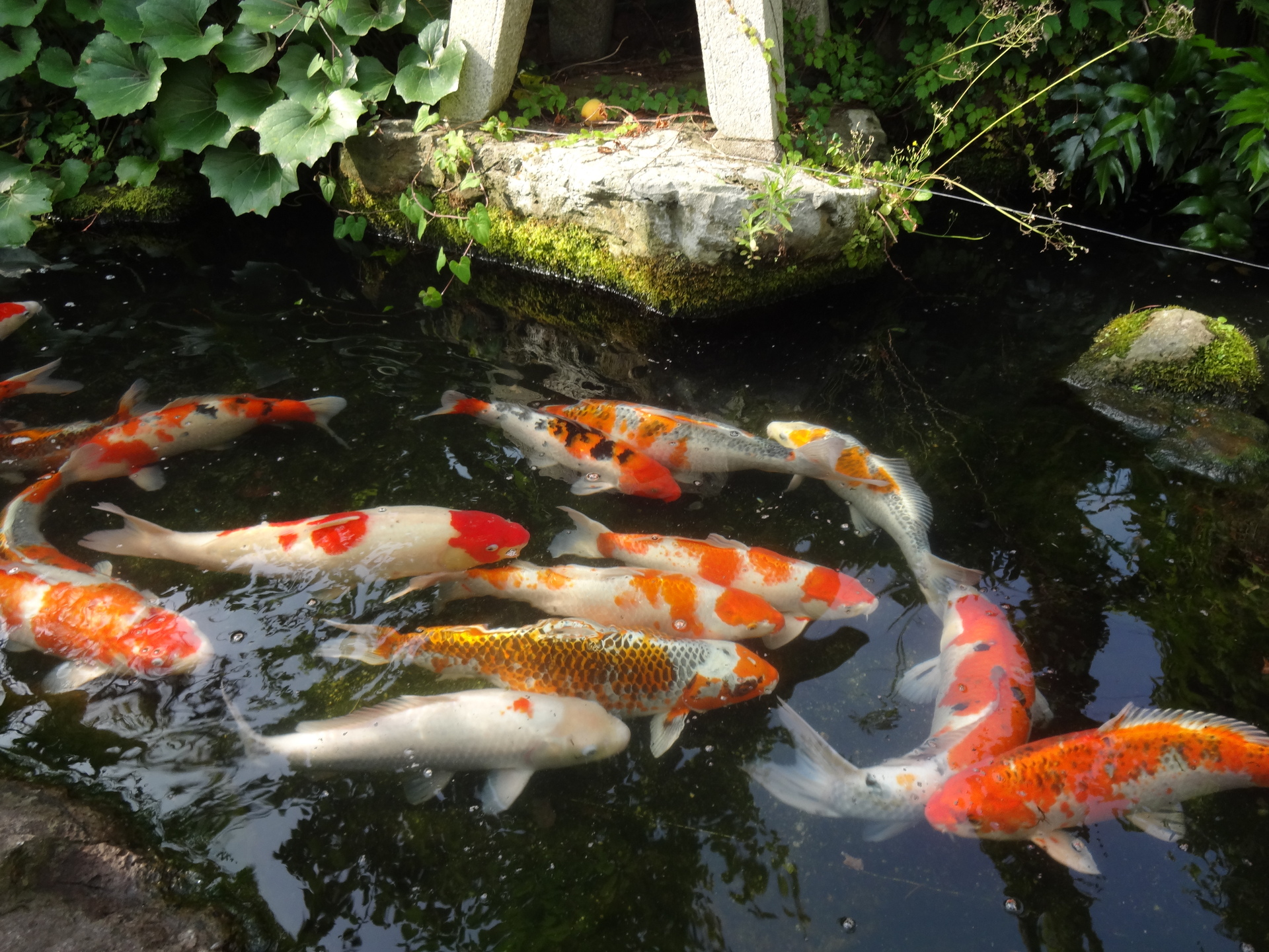 魚 水生生物 池の鯉 壁紙19x1440 壁紙館