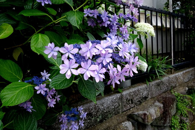 梅雨の紫陽花 和の風情