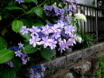 梅雨の紫陽花 和の風情