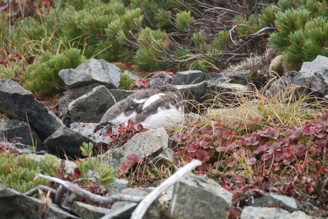 爺ヶ岳の雄雷鳥5