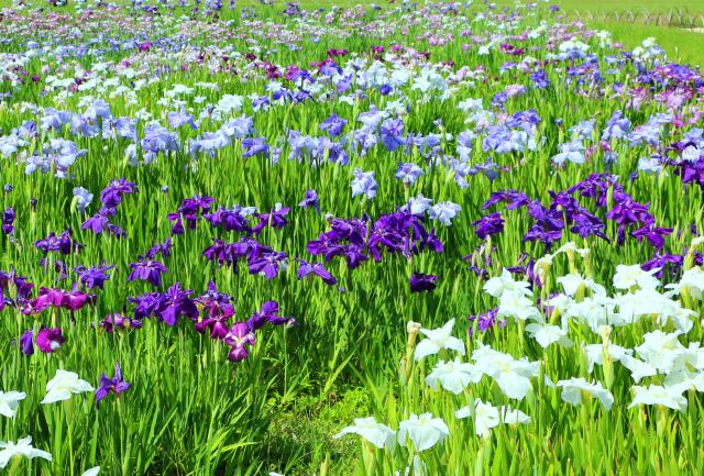 初夏の花