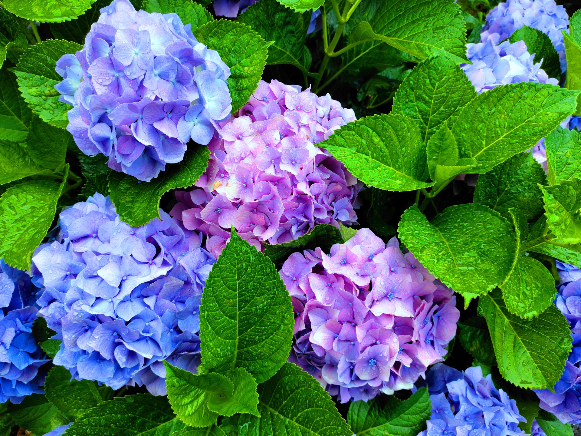 花 植物 雨の中のあじさい 壁紙19x1440 壁紙館