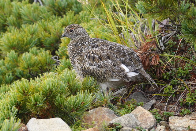 布引山のチビ雷鳥3