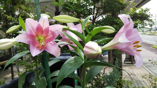 植木鉢の百合ダンシングレデイ