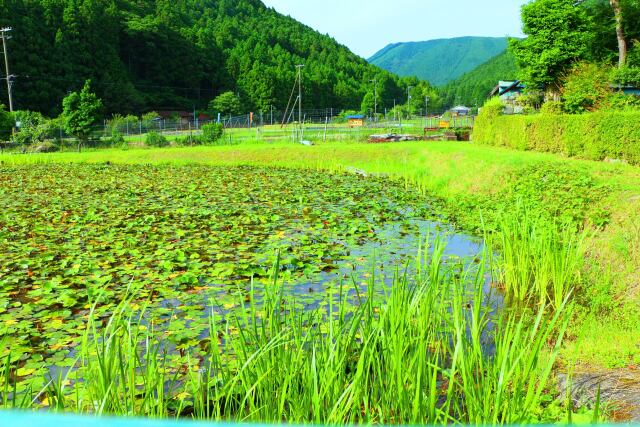 初夏の里山