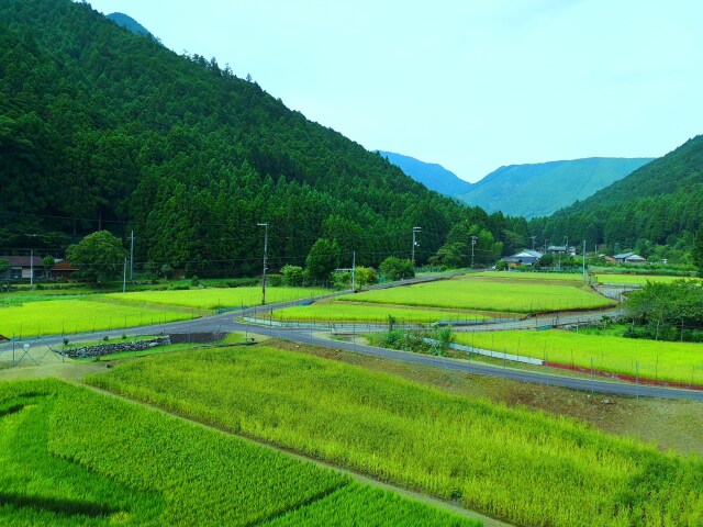 初夏の里山