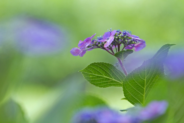 紫陽花