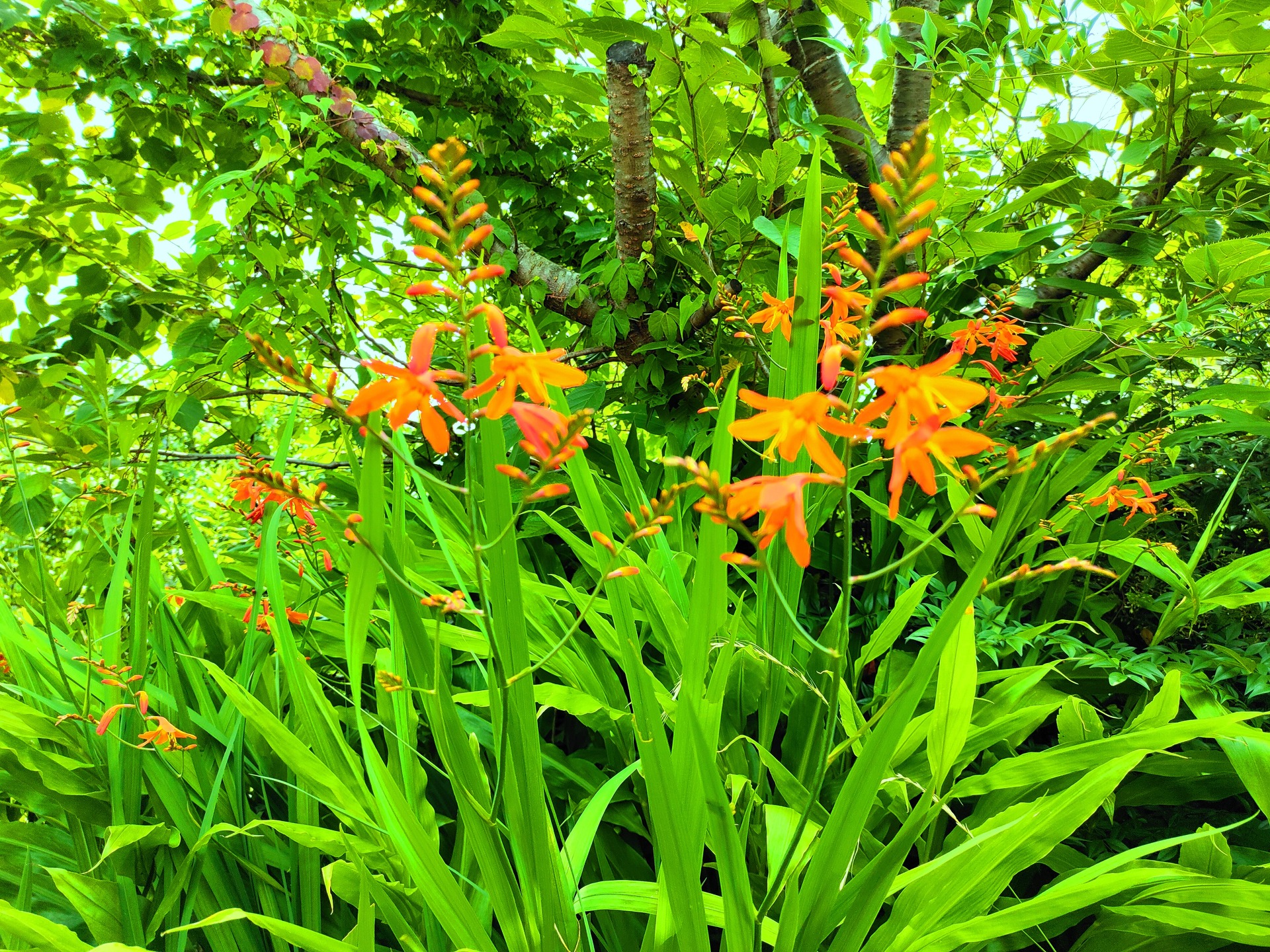 花 植物 初夏の花 壁紙19x1440 壁紙館