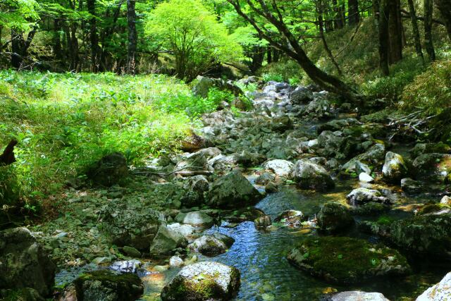 初夏の大台ケ原