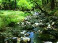 初夏の大台ケ原