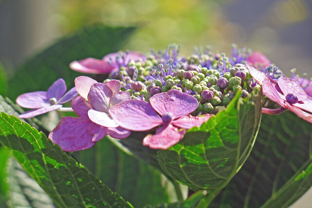 紫陽花