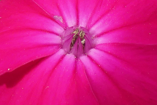 散歩道の花・マクロ