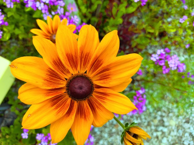 初夏の花