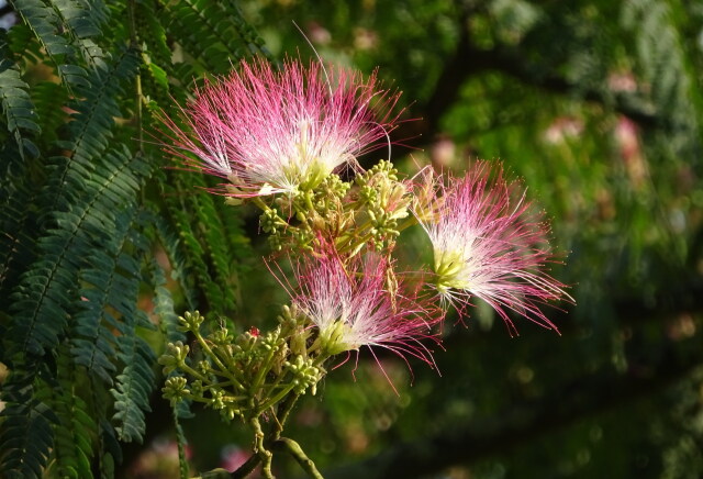 合歓の花