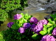 渓流の紫陽花