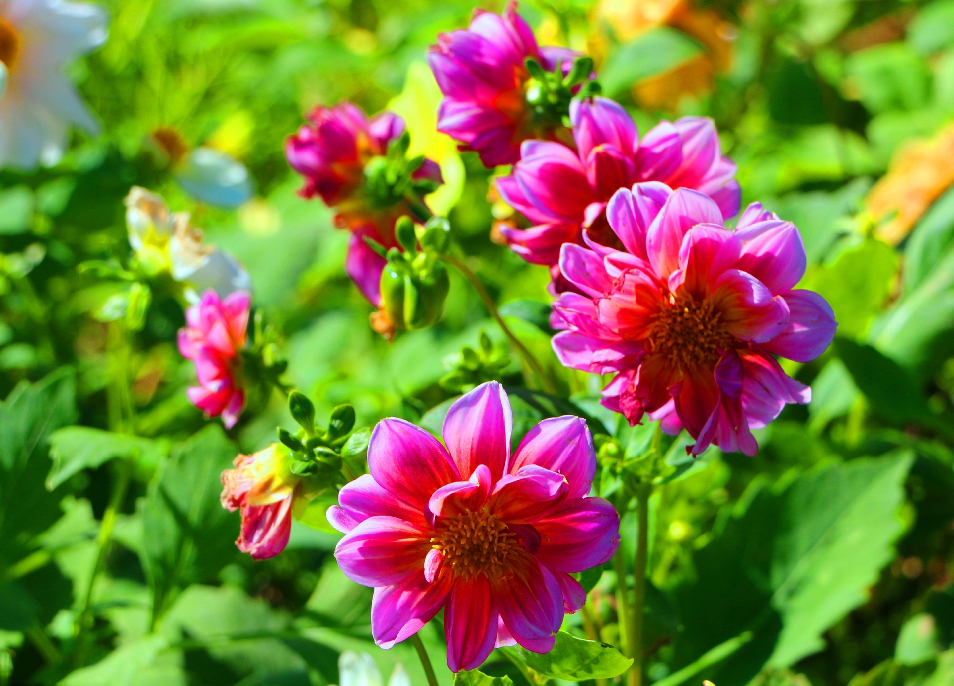 花 植物 夏の花 壁紙19x1381 壁紙館