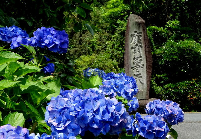 田舎道に咲いている紫陽花