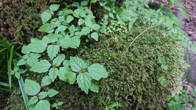 元滝伏流水の苔