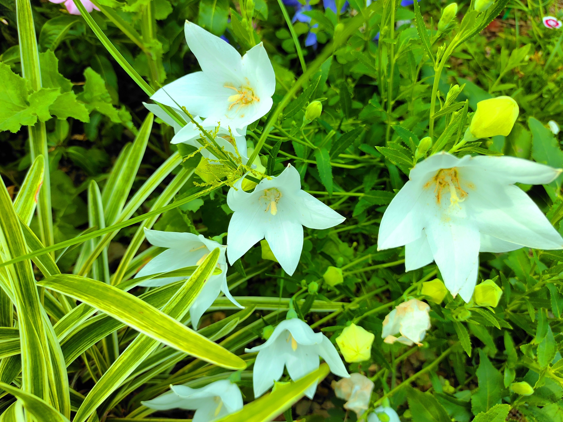 花 植物 夏の花 壁紙19x1440 壁紙館