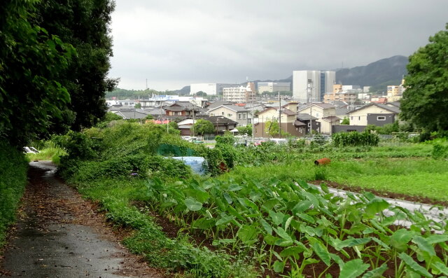 梅雨の季節 里山から