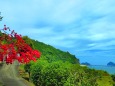 夏の海と花