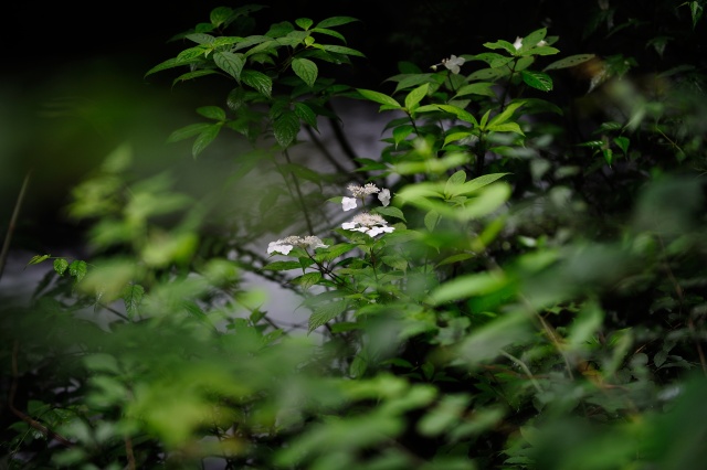 梅雨の木漏れ日