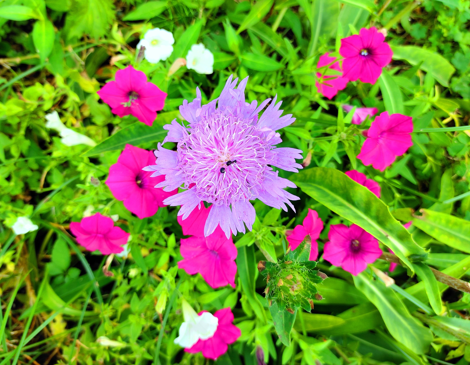 花 植物 夏の花 壁紙19x1490 壁紙館