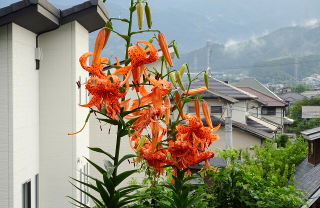 住宅地に咲いている花