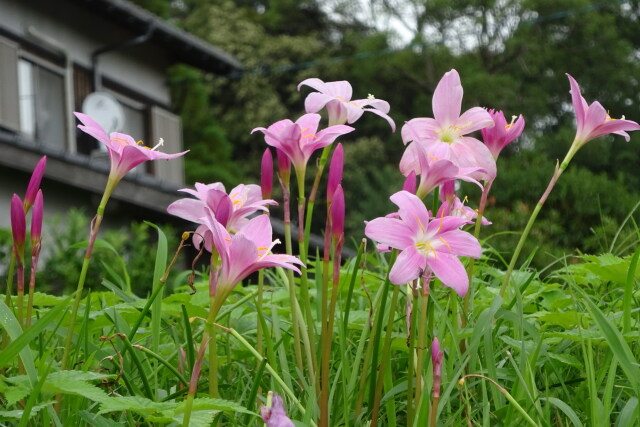 里に咲いている花