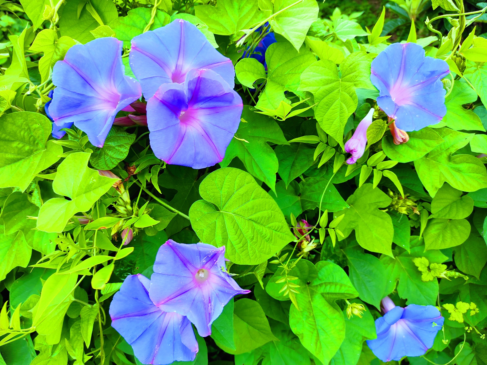 花 植物 夏の花 壁紙19x1440 壁紙館