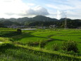 梅雨明けの里風景